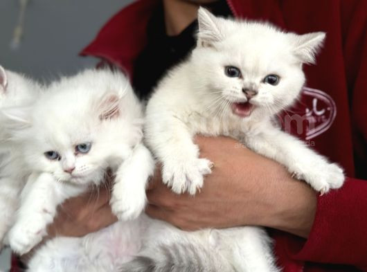 En Güzel Mavi Gözlü British Shorthair Yavrularımız görsel