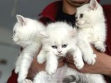 En Güzel Mavi Gözlü British Shorthair Yavrularımız