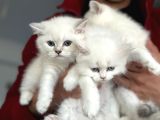 En Güzel Mavi Gözlü British Shorthair Yavrularımız