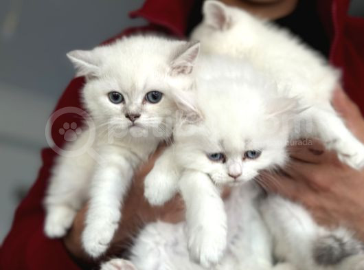 En Güzel Mavi Gözlü British Shorthair Yavrularımız görsel