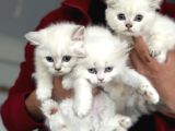 En güzel mavi gözlü british shorthair yavrularımız