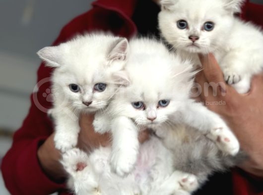 En Güzel Mavi Gözlü British Shorthair Yavrularımız