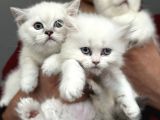 En Güzel Mavi Gözlü British Shorthair Yavrularımız
