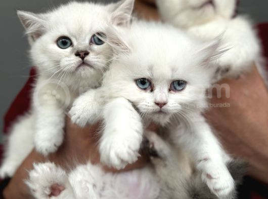 En Güzel Mavi Gözlü British Shorthair Yavrularımız görsel