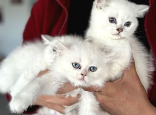 En Güzel Mavi Gözlü British Shorthair Yavrularımız görsel