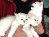 En Güzel Mavi Gözlü British Shorthair Yavrularımız