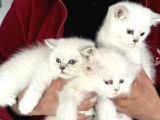 En Güzel Mavi Gözlü British Shorthair Yavrularımız
