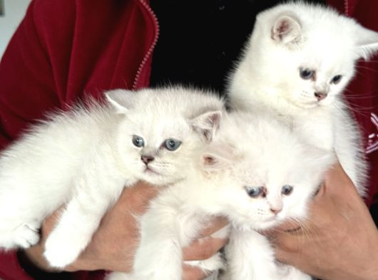 En Güzel Mavi Gözlü British Shorthair Yavrularımız görsel