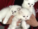 En Güzel Mavi Gözlü British Shorthair Yavrularımız