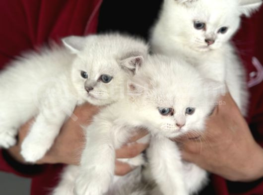 En Güzel Mavi Gözlü British Shorthair Yavrularımız görsel
