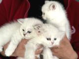En Güzel Mavi Gözlü British Shorthair Yavrularımız