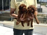 Petmode Köpek Çiftliğinden Red Maltipoo Yavrular