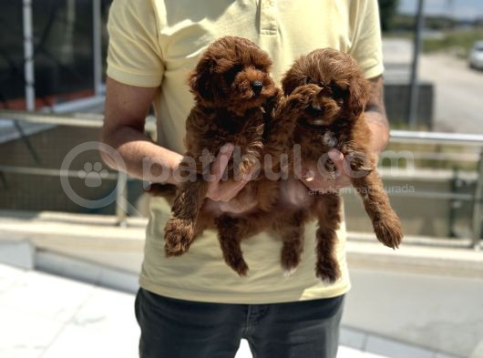 Petmode Köpek Çiftliğinden Red Maltipoo Yavrular görsel