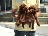 Petmode Köpek Çiftliğinden Red Maltipoo Yavrular