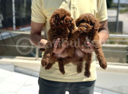 Petmode Köpek Çiftliğinden Red Maltipoo Yavrular görsel