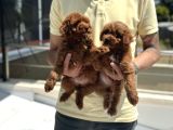 Petmode Köpek Çiftliğinden Red Maltipoo Yavrular