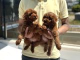 Petmode Köpek Çiftliğinden Red Maltipoo Yavrular