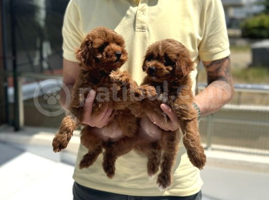 Petmode Köpek Çiftliğinden Red Maltipoo Yavrular görsel