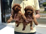Petmode köpek çiftliğinden red maltipoo yavrular