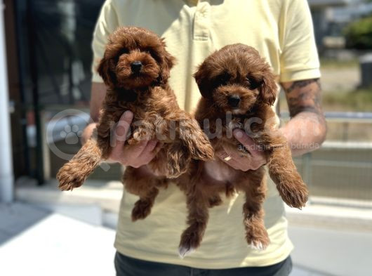Petmode Köpek Çiftliğinden Red Maltipoo Yavrular