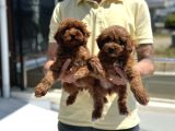 Petmode Köpek Çiftliğinden Red Maltipoo Yavrular