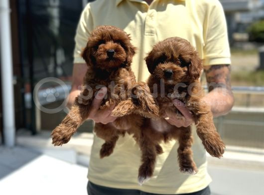 Petmode Köpek Çiftliğinden Red Maltipoo Yavrular görsel