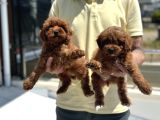 Petmode Köpek Çiftliğinden Red Maltipoo Yavrular