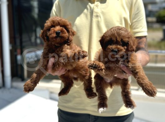 Petmode Köpek Çiftliğinden Red Maltipoo Yavrular görsel
