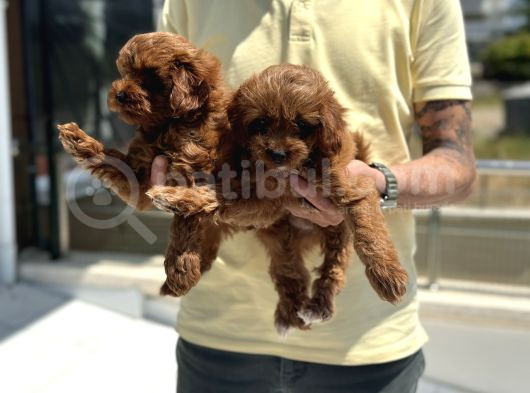 Petmode Köpek Çiftliğinden Red Maltipoo Yavrular görsel