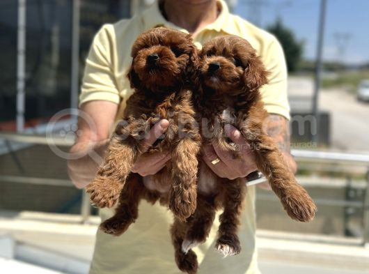 Petmode Köpek Çiftliğinden Red Maltipoo Yavrular görsel