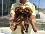Petmode Köpek Çiftliğinden Red Maltipoo Yavrular
