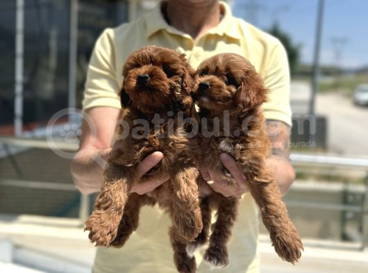 Petmode Köpek Çiftliğinden Red Maltipoo Yavrular görsel