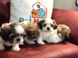 Petmode Köpek Çiftliğinden Wc Eğitimli Shih_Tzu Yavrular