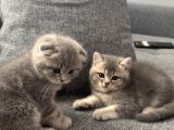 Silver-Golden Black Yavrular Ankara 