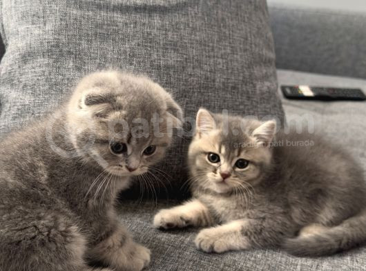 Silver-Golden Black Yavrular Ankara  görsel