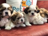 Petmode Köpek Çiftliğinden Wc Eğitimli Shih_Tzu Yavrular