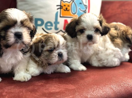 Petmode Köpek Çiftliğinden Wc Eğitimli Shih_Tzu Yavrular görsel