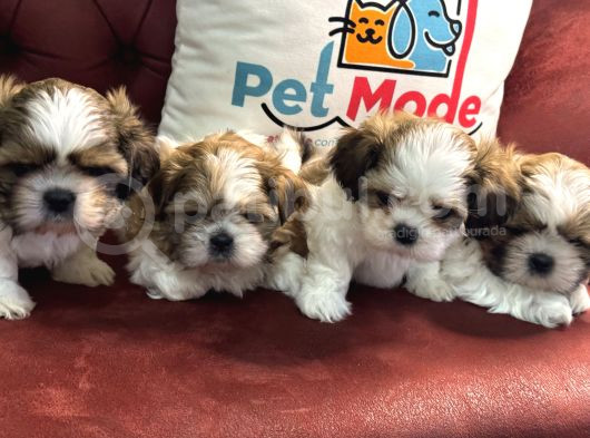 Petmode Köpek Çiftliğinden Wc Eğitimli Shih_Tzu Yavrular görsel