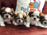 Petmode Köpek Çiftliğinden Wc Eğitimli Shih_Tzu Yavrular