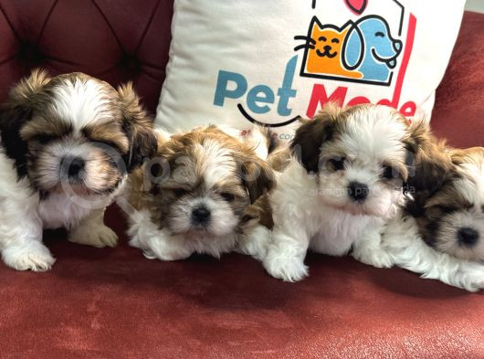 Petmode Köpek Çiftliğinden Wc Eğitimli Shih_Tzu Yavrular görsel