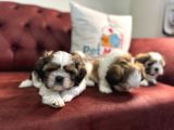 Petmode Köpek Çiftliğinden Wc Eğitimli Shih_Tzu Yavrular