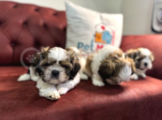 Petmode Köpek Çiftliğinden Wc Eğitimli Shih_Tzu Yavrular görsel