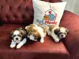 Petmode Köpek Çiftliğinden Wc Eğitimli Shih_Tzu Yavrular