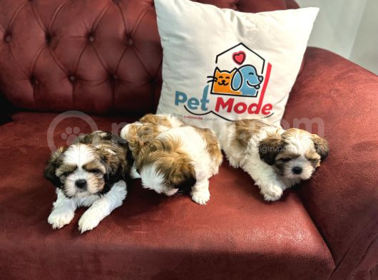 Petmode Köpek Çiftliğinden Wc Eğitimli Shih_Tzu Yavrular görsel