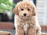 MİNİ PUPPY BOY KAHVE TONLU KIVIRCIK TÜYLÜ MALTİPO YAVRULAR 