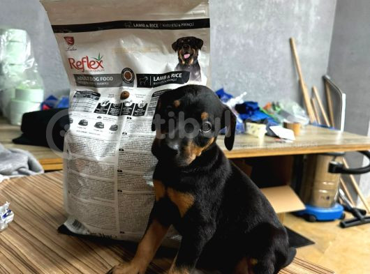Doberman Yavrular Dişi Erkek