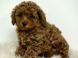 Mini boy puppy kıpkırmızı Red TOOY POODLE 