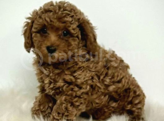 Mini Boy Puppy Kıpkırmızı Red Tooy Poodle 