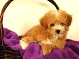 Kahve Tonlu Mini Boy Puppy Sevimli Yavrular Malti̇po Ci̇nsi̇ 