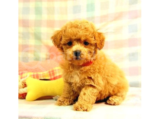 Mini Boy Puppy Kıpkırmızı Red Tooy Poodle  görsel